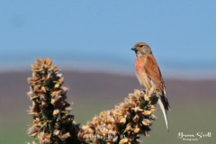 Linnet Male