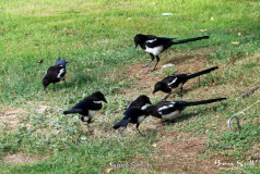 Magpie Family