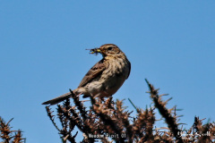 Meadow Pipit