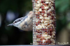 Nuthatch