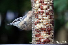 Nuthatch