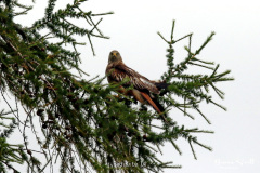 Red Kite