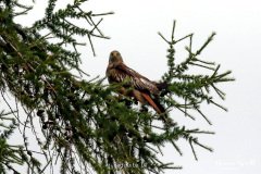 Red Kite