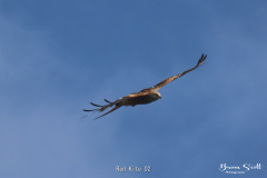 Red Kite