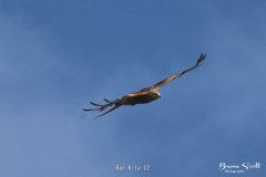 Red Kite