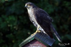 Sparrowhawk