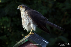 Sparrowhawk