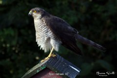 Sparrowhawk