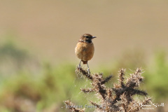 Stonechat Female