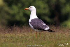 Black Headed Gull