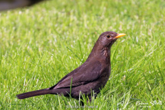 Blackbird Female