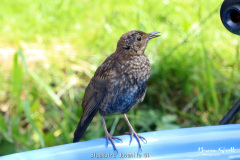 Blackbird Juvenile