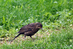 Blackbird Juvenile