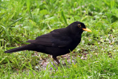 Blackbird Male