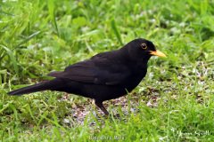Blackbird Male