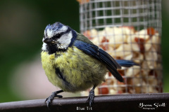 Blue Tit