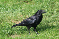 Carrion Crow