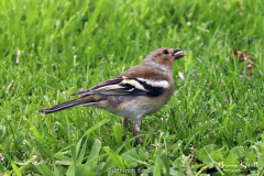 Chaffinch Female