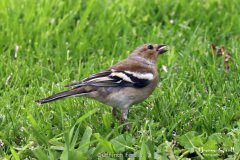 Chaffinch Female