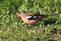 Chaffinch Male