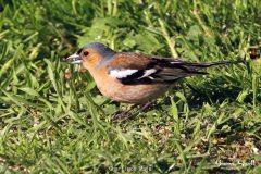 Chaffinch Male