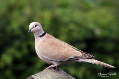 Collard Dove