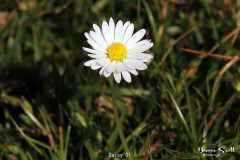 Daisy