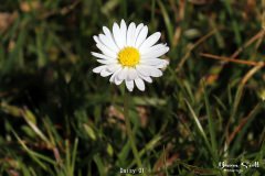 Daisy