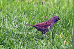 Dunnock
