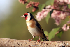 Goldfinch