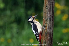 Great Spotted Woodpecker Female