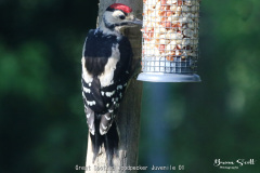 Great Spotted Woodpecker Juvenile