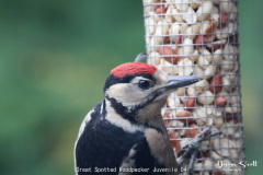 Great Spotted Woodpecker Juvenile