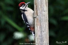 Great Spotted Woodpecker Juvenile