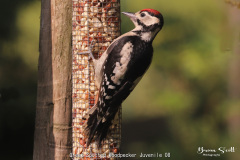 Great Spotted Woodpecker Juvenile