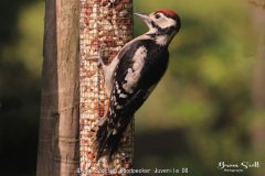 Great Spotted Woodpecker Juvenile
