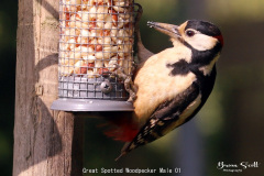 Great Spotted Woodpecker Male