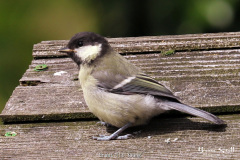 Great Tit Young
