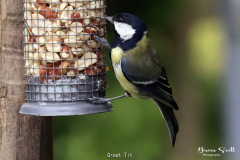 Great Tit
