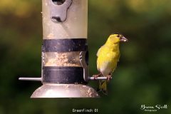 Greenfinch