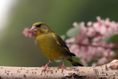 Greenfinch