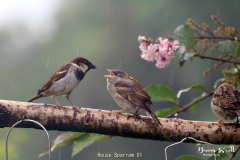 House Sparrow