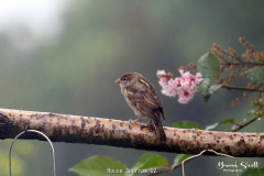 House Sparrow