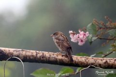 House Sparrow