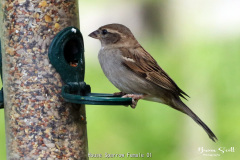 House Sparrow Female