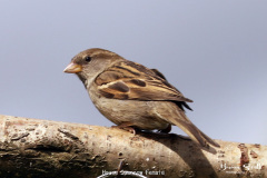 House Sparrow Female