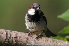 House Sparrow Male