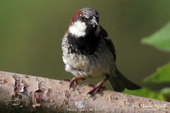 House Sparrow Male