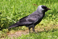 Jackdaw