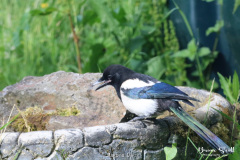 Magpie